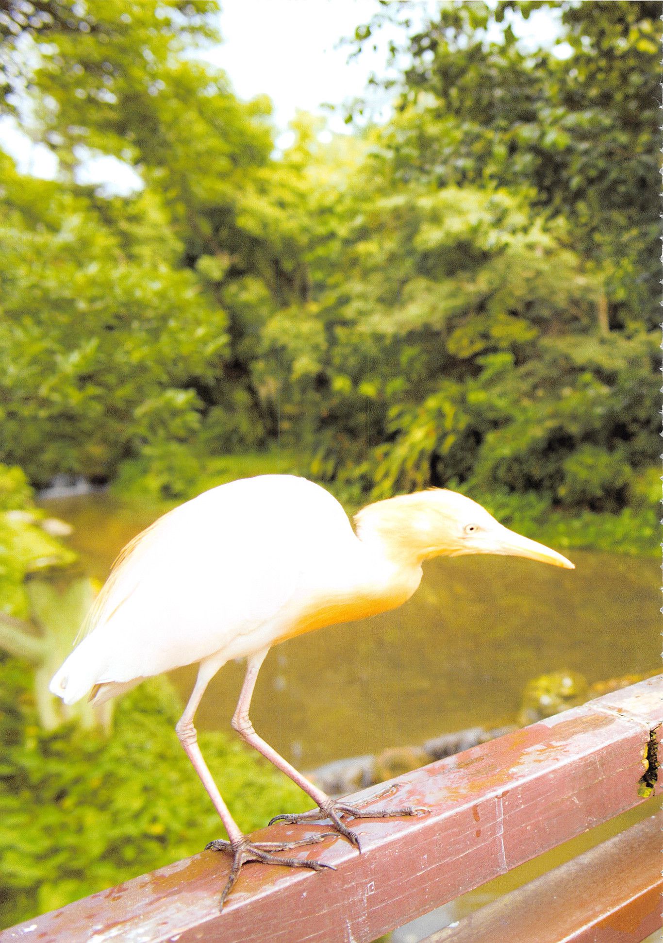 高柳明音《Churi》 [Photobook] 写真集24